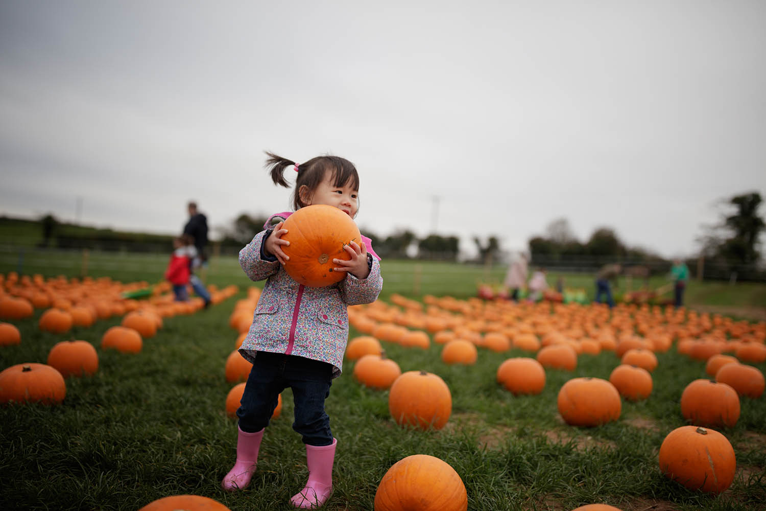 little girl in a pumpkin patch